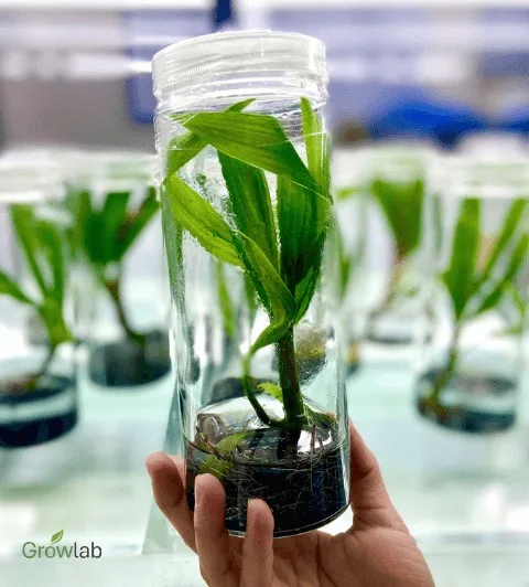 Dừa Sáp nuôi cấy mô Multipuno™