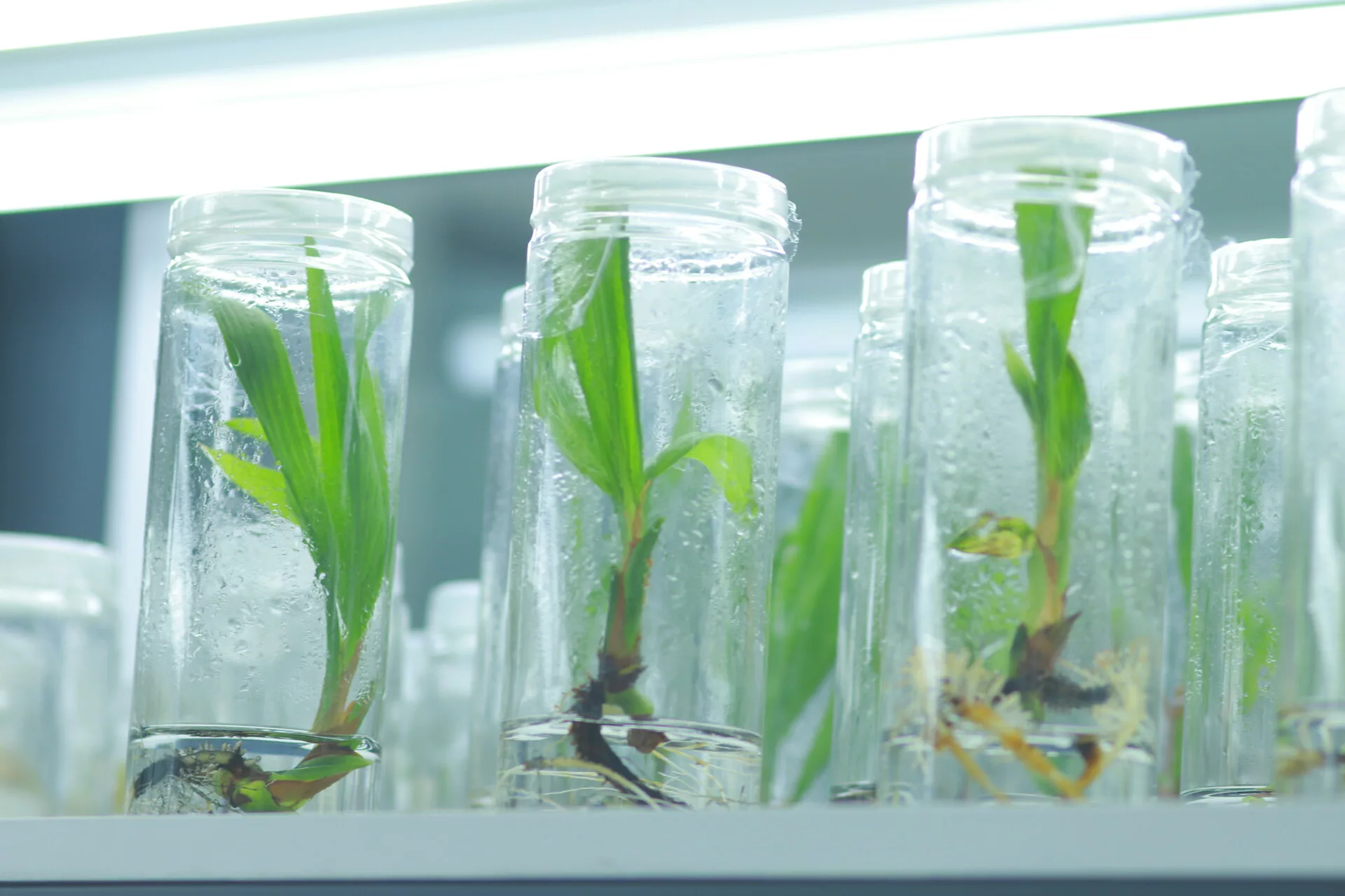 Dừa Xiêm lùn nuôi cấy mô