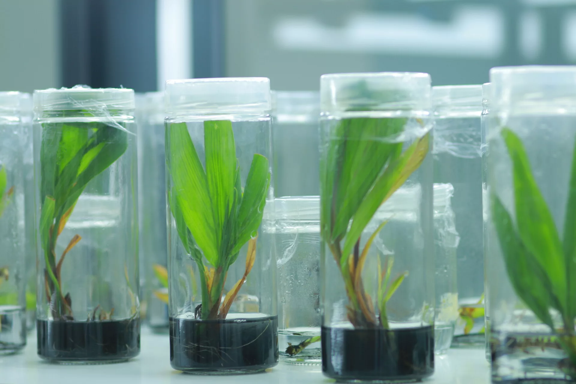 Dừa Ta nuôi cấy mô